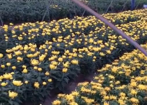 菊花好看買(mǎi)又貴，為啥不自己種植呢？